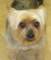yorkieafter_small.jpg