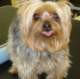 yorkiebefore_small.jpg